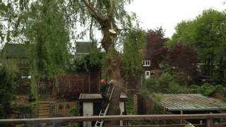 snoeien rooien en kappen van bomen in Eindhoven